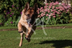 Shepherd - German