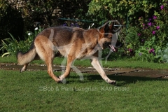 Shepherd - German