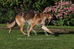 Shepherd - German