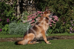 Shepherd - German