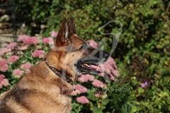 Shepherd - German