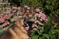 Shepherd - German