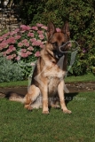 Shepherd - German