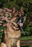 Shepherd - German