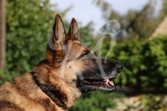 Shepherd - German