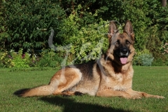 Shepherd - German