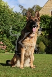 Shepherd - German