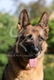 Shepherd - German