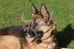 Shepherd - German