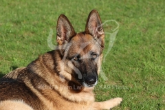Shepherd - German