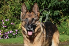 Shepherd - German