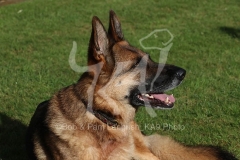 Shepherd - German