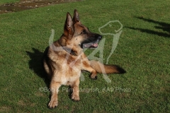 Shepherd - German