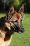 Shepherd - German