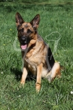 Shepherd - German