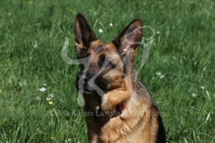 Shepherd - German