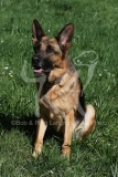 Shepherd - German