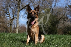 Shepherd - German