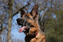 Shepherd - German