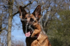 Shepherd - German