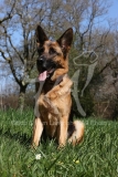 Shepherd - German
