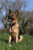 Shepherd - German