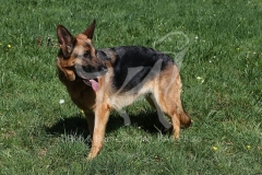 Shepherd - German