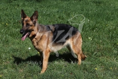 Shepherd - German