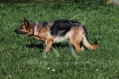 Shepherd - German