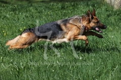 Shepherd - German