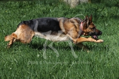 Shepherd - German