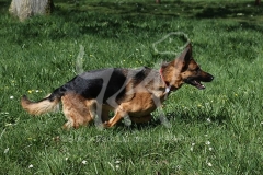 Shepherd - German