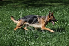 Shepherd - German