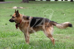 Shepherd - German