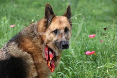 Shepherd - German