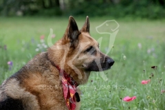 Shepherd - German