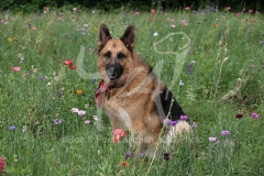 Shepherd - German