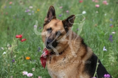 Shepherd - German