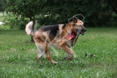 Shepherd - German