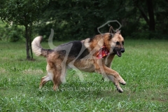 Shepherd - German
