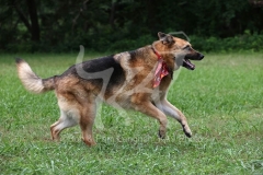 Shepherd - German