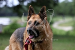 Shepherd - German