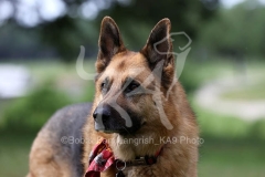 Shepherd - German