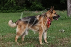 Shepherd - German