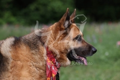 Shepherd - German