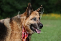 Shepherd - German