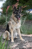 Shepherd - German