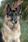Shepherd - German