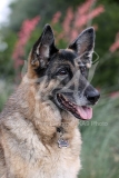 Shepherd - German