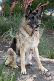 Shepherd - German
